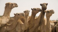 3-Camels_For_Turkana